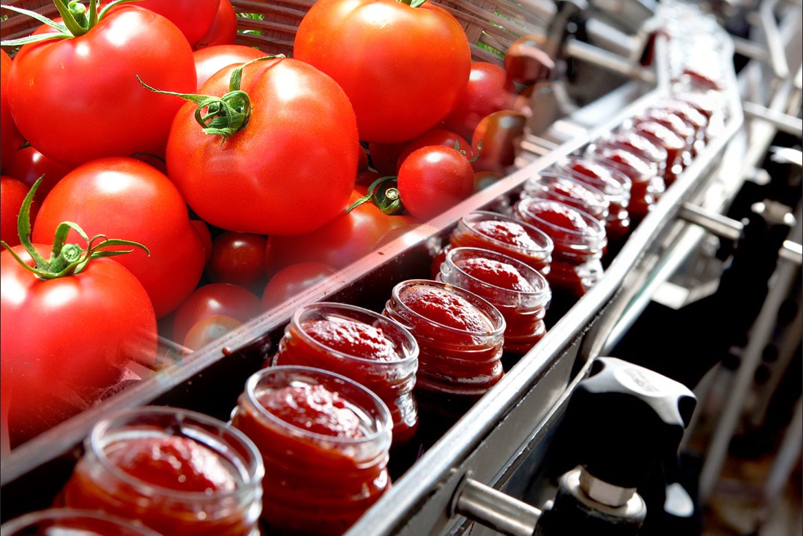 fresh tomatoes shown near tomato sauce jars processing line