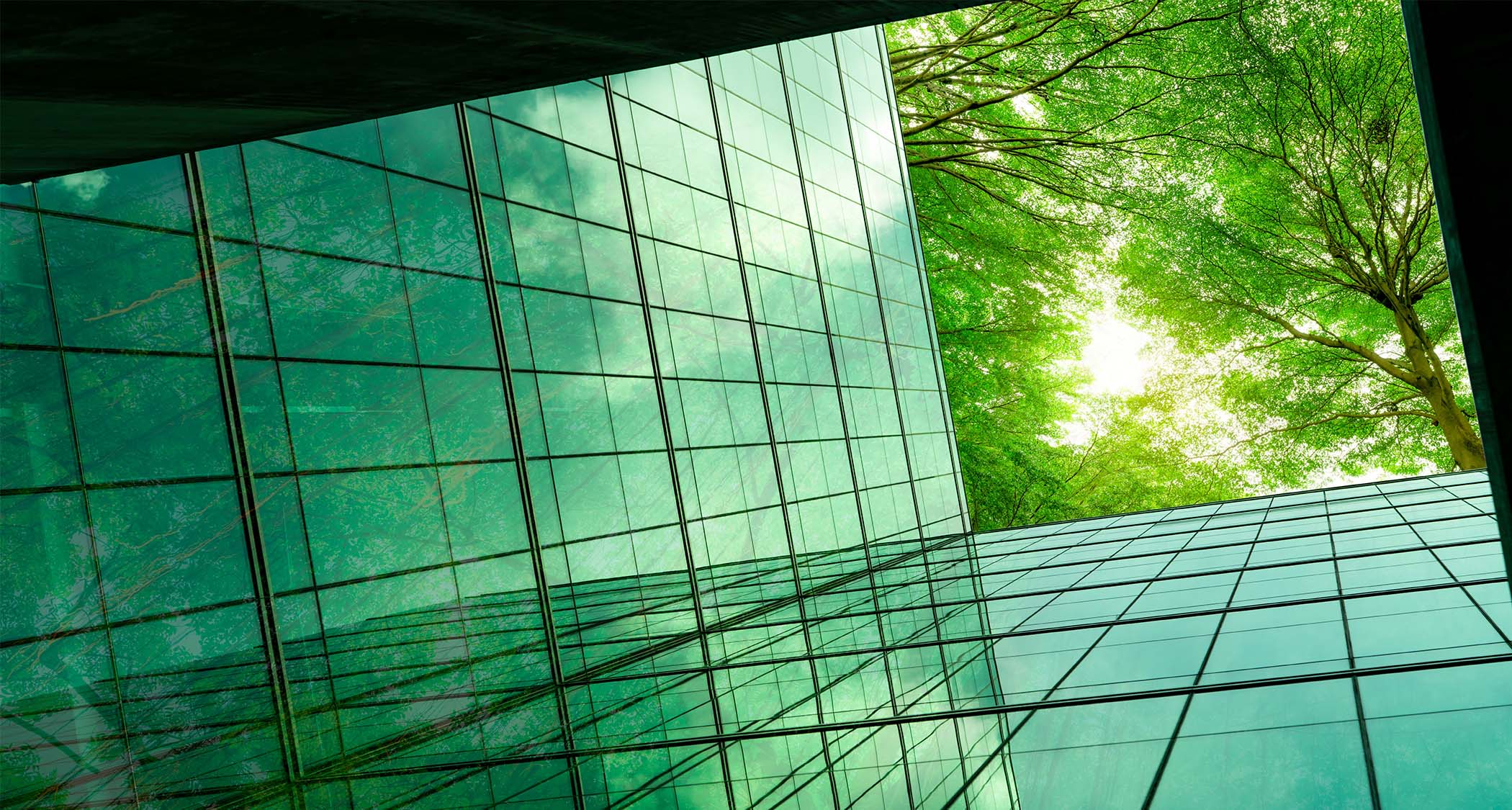 Modern sustainable office building windows looking up at sky and Trees